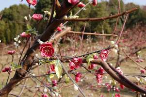 so18.JPG (14353 �o�C�g)