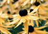 p14.jpg (27778 バイト)