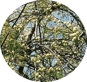 m1.gif (69481 �o�C�g)