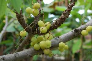 flower10.jpg (9078 �o�C�g)