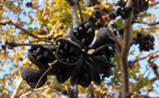 flower7.jpg (13126 �o�C�g)