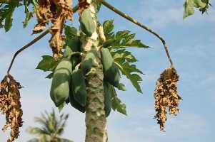 flower9.jpg (10017 �o�C�g)