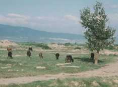 tur-34.jpg (5496 バイト)